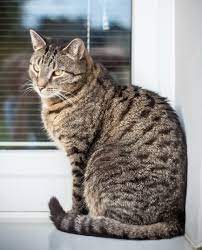 Віддам кошенят